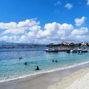 Fleur D'acacia , Les Trois-Ilets Martinique